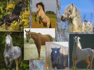 Crinière au vents...