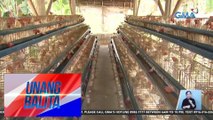 Dept. of Agriculture: Bird-flu free na ang Sultan Kudarat | UB