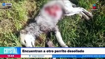 #OMG: Encuentran a otro perrito desollado en el Bosque de Nativitas