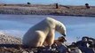Oso polar acariciando a un perro
