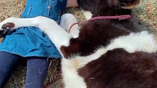 Girl Sings to Spoiled Cow