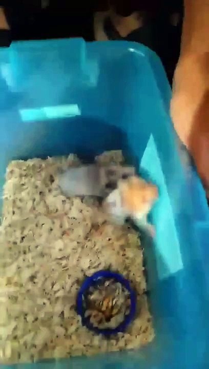 ang hamster