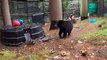 Cachorros huérfanos de oso negro trasladados al zoo de Oregón