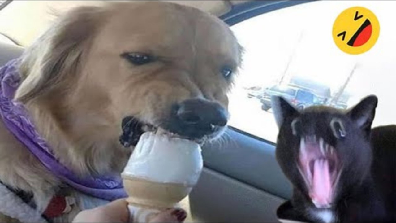 Funny Dogs And Cats Videos 2024  - Best Funniest Animal Videos Of The week
