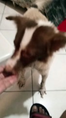 Cutie ! Pet's Are Family ! 