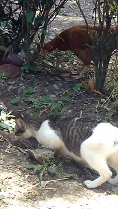 cat ruster