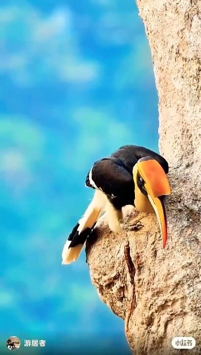 Great Hornbill