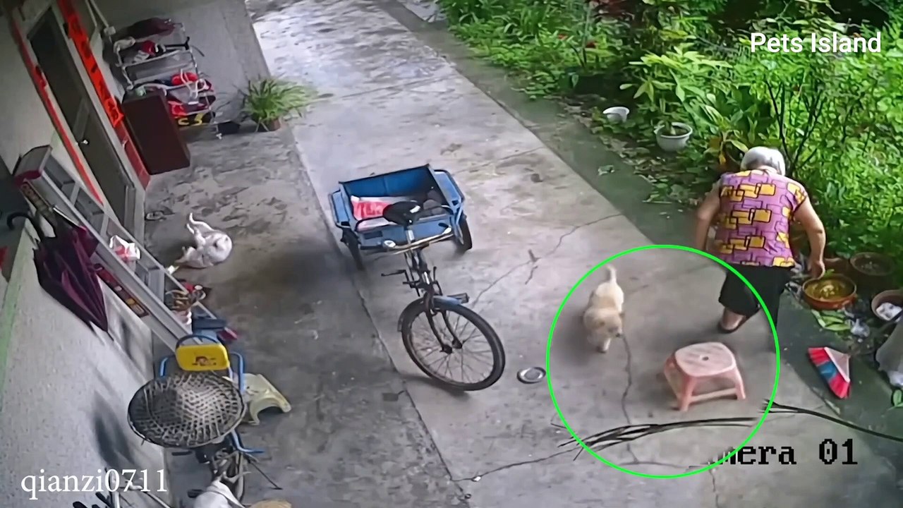 YOU NEVER KNOW what's going through A DOG'S HEAD FUNNY PET VIDEO