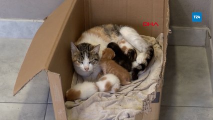 Fatih'te ilginç kurtarma: Ofisin tavanından düşen kedi ailesi, çalışanın şefkatiyle yeni yuvasında