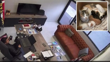 Tavandan düşen yavru kedileri ceketiyle tutmaya çalıştı