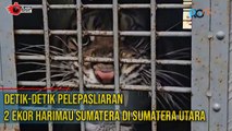 Detik-detik!! Pelepasan Harimau Sumatera oleh Kementrian Lingkungan Hidup