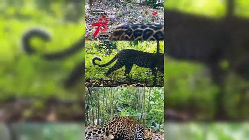 Mau tahu, seperti apa camera trap itu? Saksikan