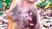 Monkey Shorts Video, Animal's Shorts,Wild Animals#Monkey#Funnyanimals