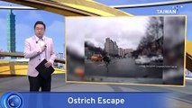 Escaped Ostrich Captured Running Through South Korean Traffic