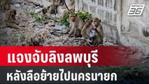 กรมอุทยานฯ แจงจับลิงลพบุรี หลังลือย้ายลิงไปนครนายก | เที่ยงทันข่าว |  27 มี.ค. 67