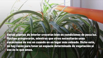 Consejos para cultivar plantas en habitaciones con poca luz