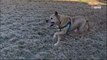 Adopted after 700 days; senior shelter dog becomes a puppy again (video)