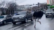 Ostrich causes chaos on busy road after escaping from zoo