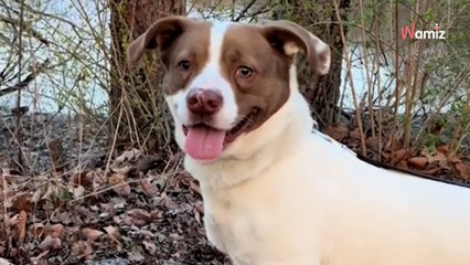 Un couple décide de faire une bonne action et adopte le chien le plus ancien du refuge : le bonheur est immédiat !