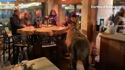 Video: il cervo di Cortina irrompe all'aperitivo
