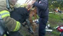 Firefighters rescue and give CPR to two dogs found trapped in burning Florida house