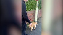 'Yo-yo' dog bounces like a bunny during walks