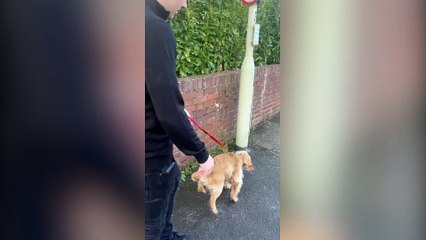'Yo-yo' dog bounces like a bunny during walks