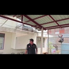 Sokakları istila eden maymunlar tek tek yakalanıyor