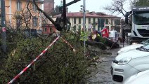 L'albero caduto a Monza
