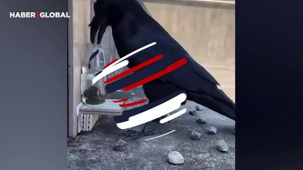 Susayan karga, gagasının girmediği su kabından zekice bir yöntemle faydalandı