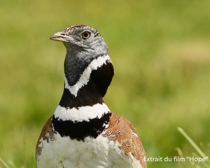Plans Nationaux d'Actions #8 - L'Outarde Canepetière