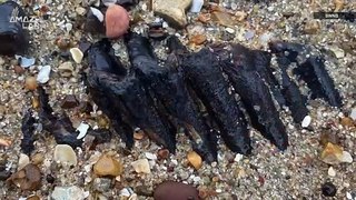Beach-Goer Finds Ancient Mammoth Tooth Sticking Out of the Sand in England