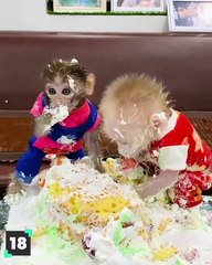 ⁸³ 31 Perros desastrosos