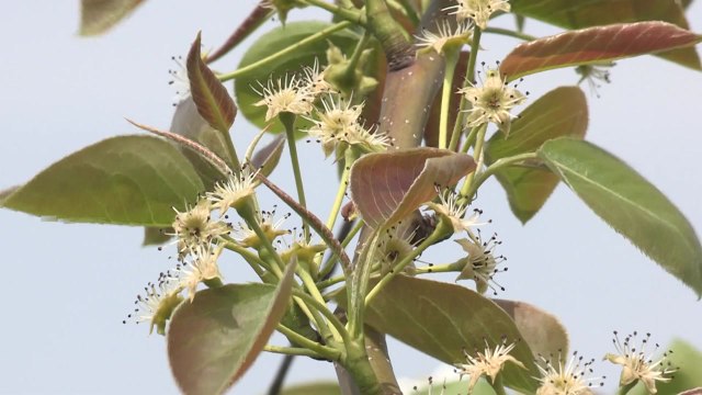 [경북] 경북, 과수 저온 피해 예방에 총력 대응 / YTN