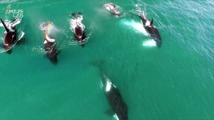 Sperm Whales Seen Using Poop to Defend Against Orcas