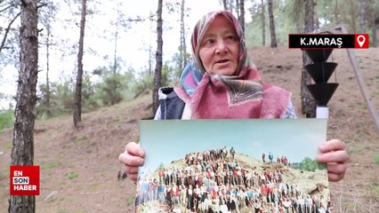 Kahramanmaraş'ta çorak arazi, 45 yılda ormana dönüştü