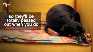 How To Get Rid of the Separation Anxiety Your Pet Feels When You Leave