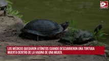 Médicos encuentran una tortuga muerta dentro de la vagina de una mujer