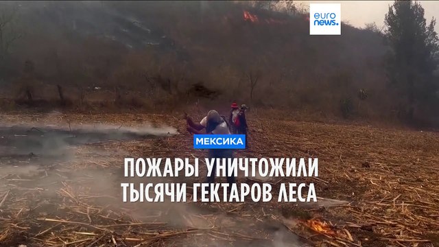 Пожары в Мексике уничтожили тысячи гектаров леса