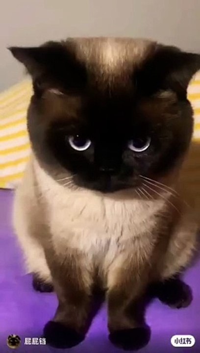 Saimese Cat