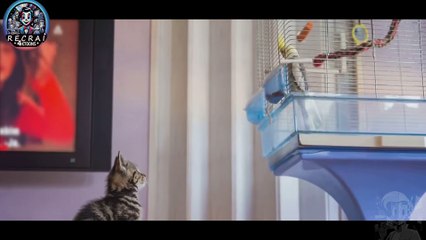  Félix et la Quête Amoureuse : Les Péripéties de Félix - Une Odyssée Animée par RecrAI4KToons 