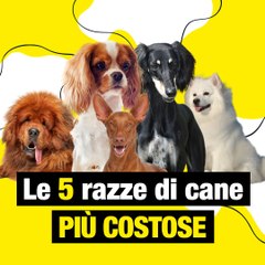 I 5 cani più costosi del mondo