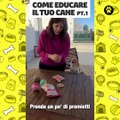 Come educare il tuo cane Parte 1