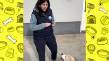 Come educare il tuo cane parte 3