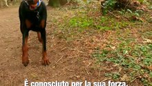 I 5 migliori cani da guardia
