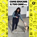 Come educare il tuo cane parte 2