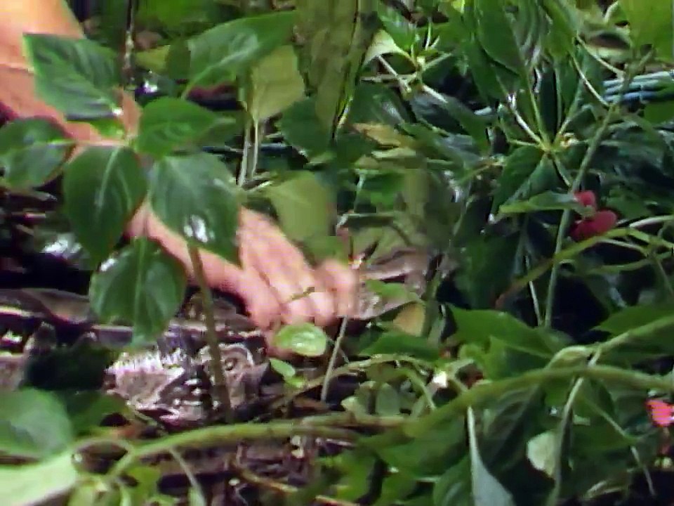 O Sexo dos Anjos - Cap 1