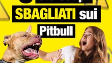 5 stereotipi sbagliati su Pitbull