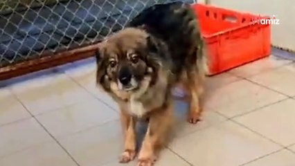 Daria szuka domu: wzruszająca historia suni, która rozstała się z ostatnią przyjaciółką