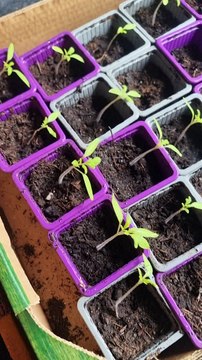 Mon potager ; Petit tour du potager ! (Exclusivité Dailymotion)